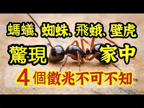 突然出現很多螞蟻|家裡螞蟻多到殺不完怎麼辦？居家達人教4招滅蟻方法…